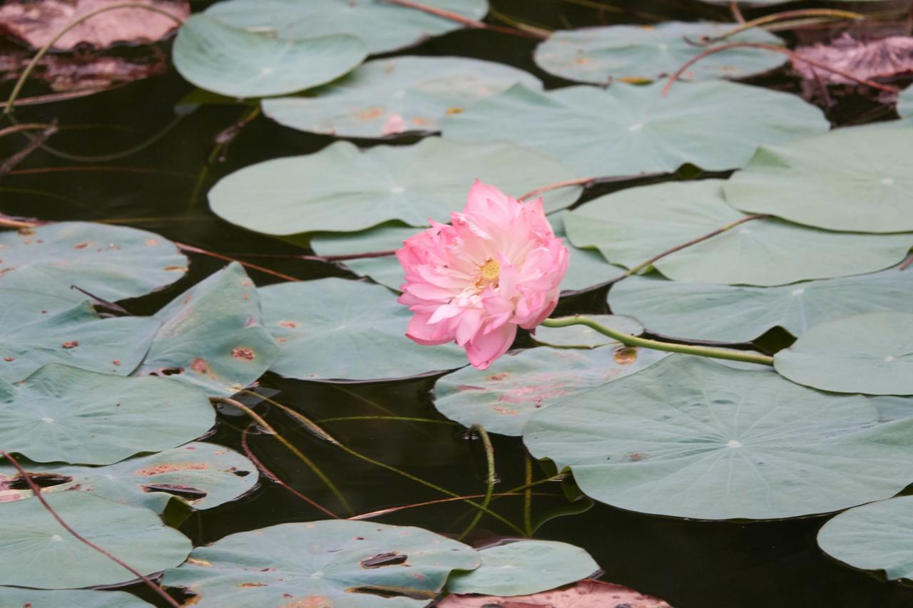 Отель Deepanjali Wellness & Retreat Thanniyam Экстерьер фото